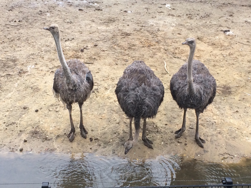 Noord-Brabant safaripark Beekse Bergen