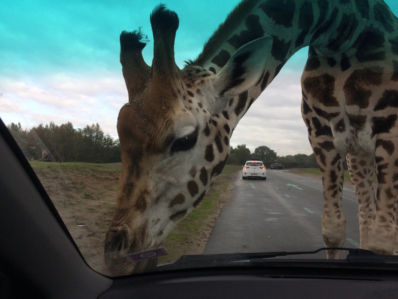 Beekse Bergen in Noord-Brabant