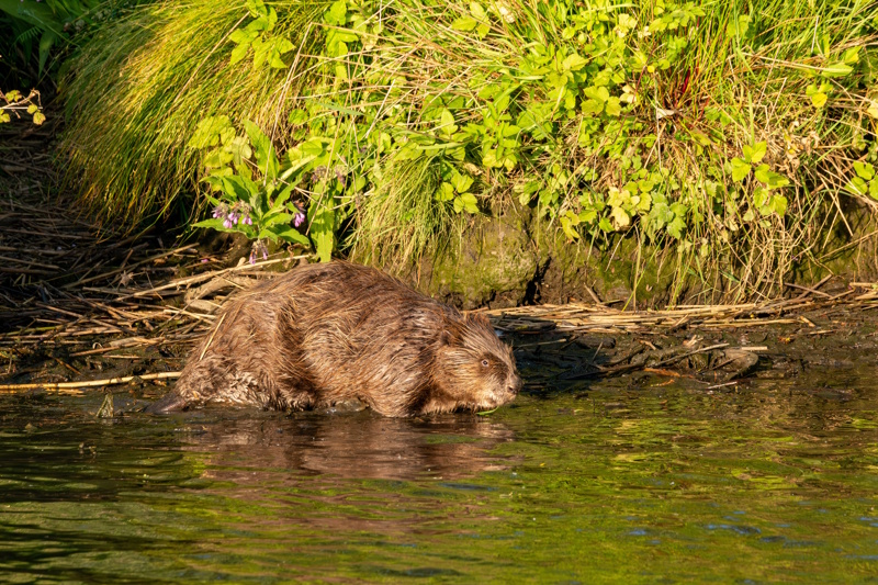 Bever Biesbosch in Noord-Brabant