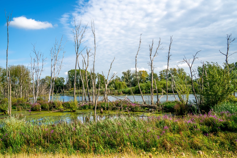 Biesbosch in Noord-Brabant