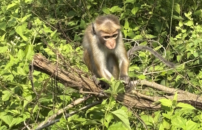 Udawalawe ceylonkroonaap