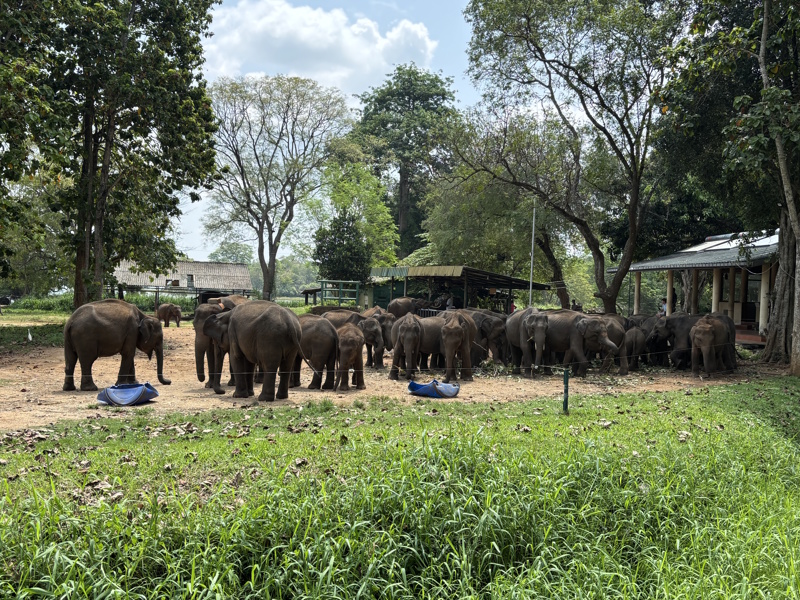 Udawalawe Elephant Transit Home