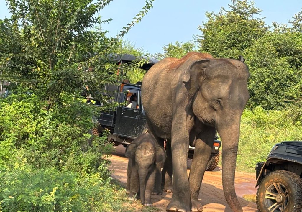 Udawalawe national park