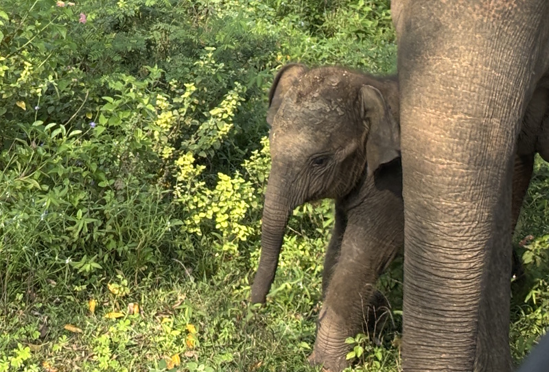 Babyolifant Udawalawe National Park