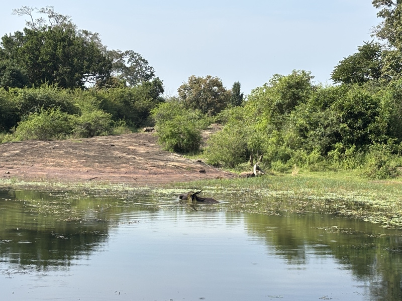 Buffel Udawalawe National Park
