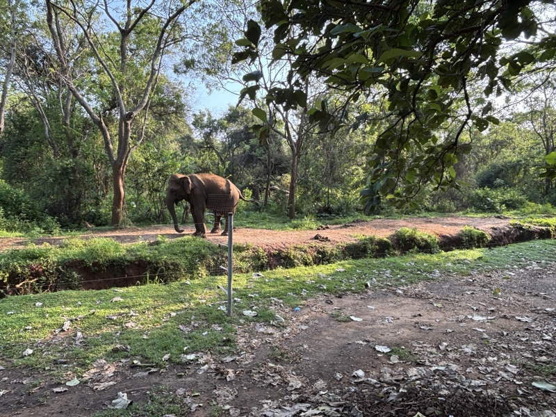 Olifant hek Udawalawe National Park