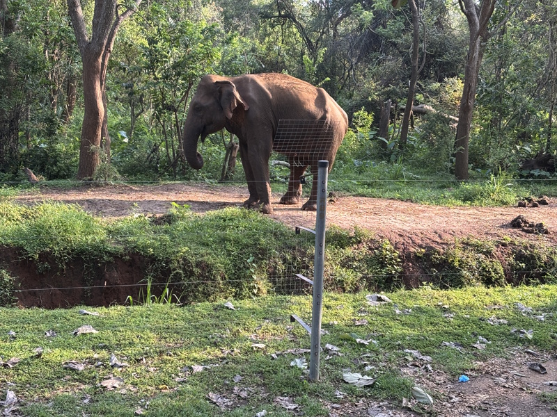 Olifant Udawalawe National Park