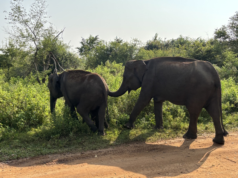 Olifanten Udawalawe National Park