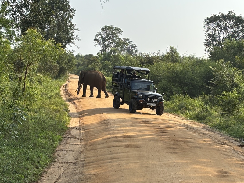 Safari Udawalawe National Park