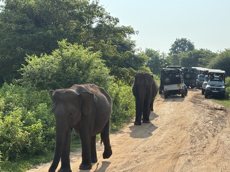 Safarijeeps Udawalawe National Park