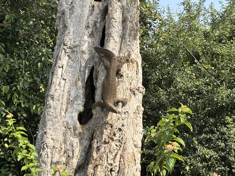 Varaan Udawalawe National Park