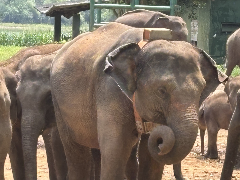 Udawalawe olifant opvangcentrum