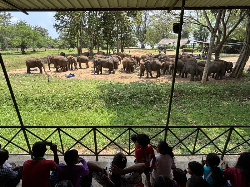 Udawalawe olifanten opvangcentrum en tribune