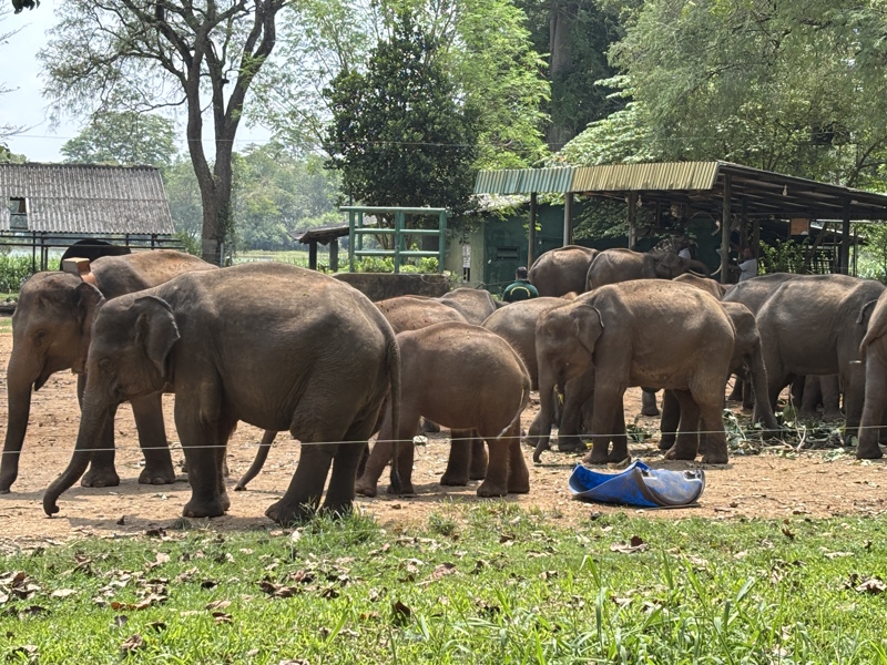 Udawalawe olifanten opvangcentrum