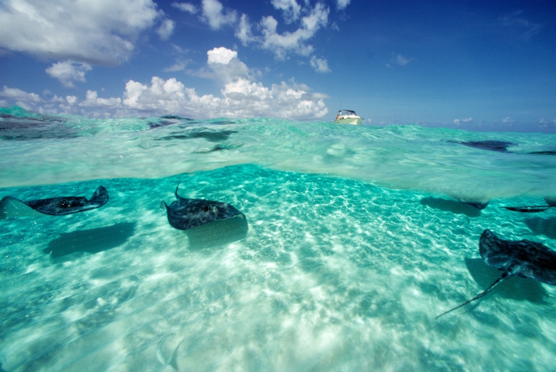 Kaaimaneilanden pijlstraatroggen