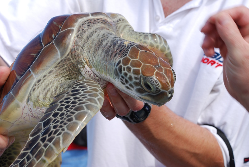 Kaaimaneilanden schildpad