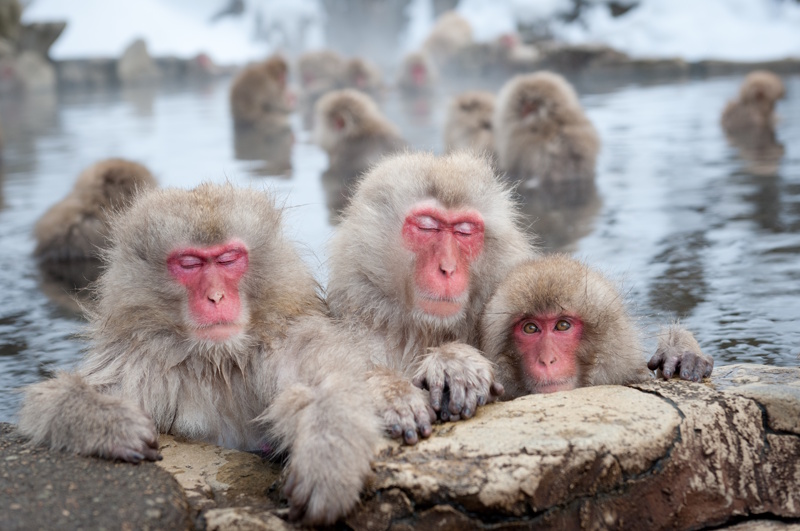 Nagano Jigokudani Monkey Park