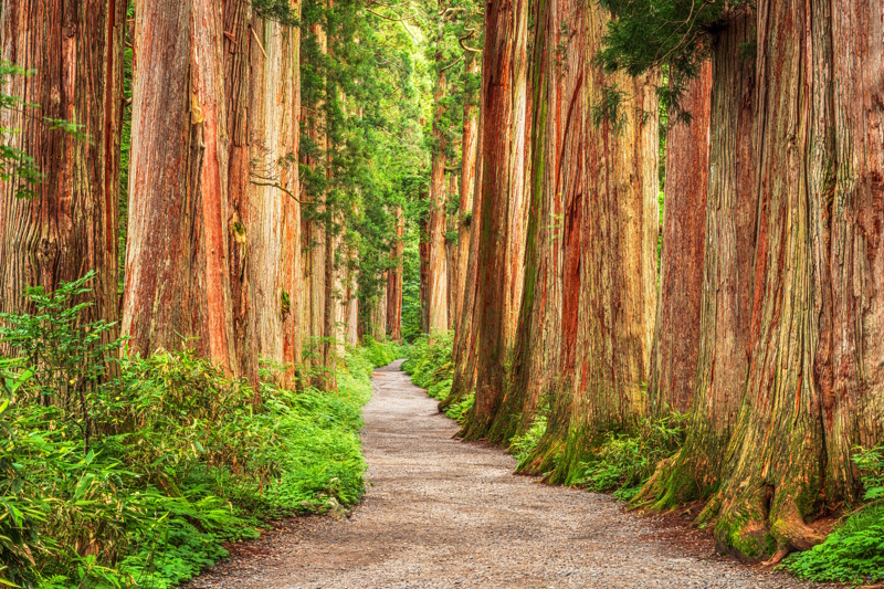 Nagano Togakushi wandelpad