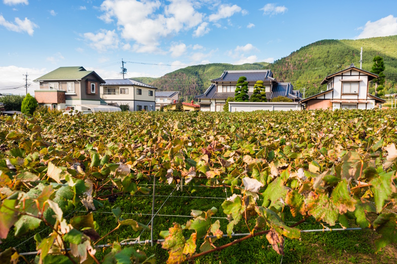 Nagano wijngaard