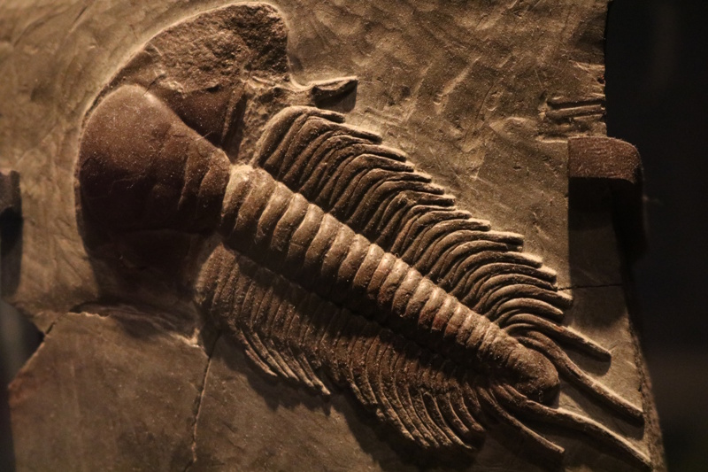 New York Natuurhistorisch Museum