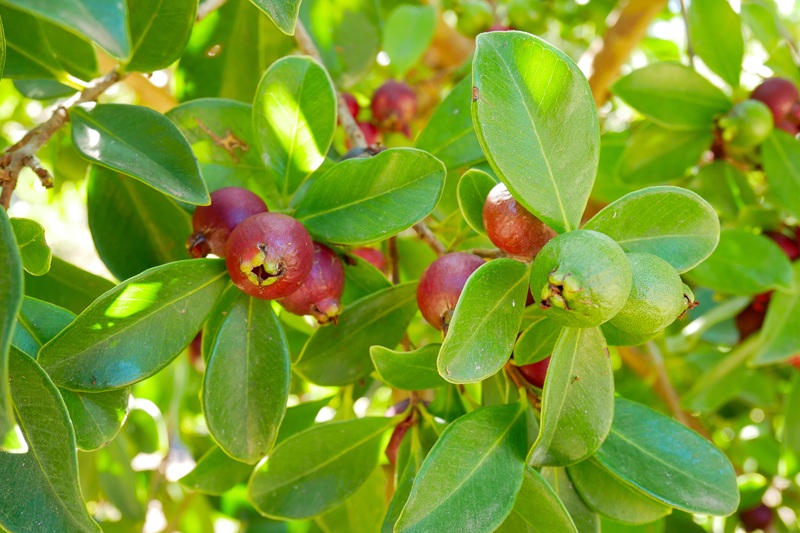 Sint Maarten guavaberry