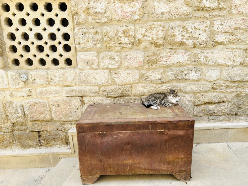 Bakoe binnenstad kat