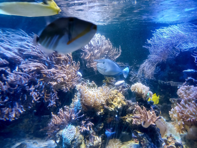 SEA LIFE in Konstanz