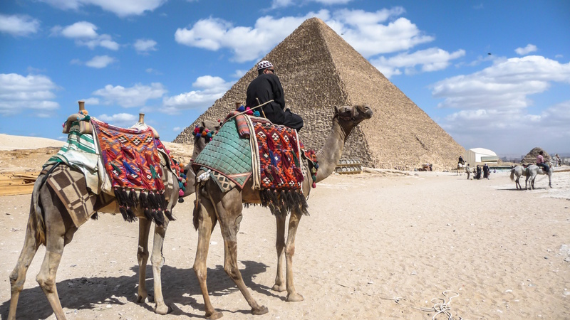 Piramides Gizeh kamelen