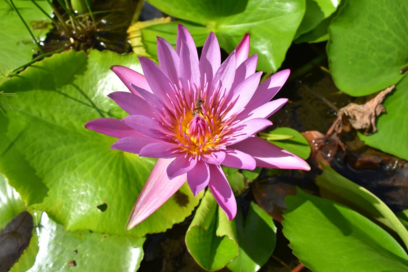 Saint Vincent en de Grenadines botanische bloem