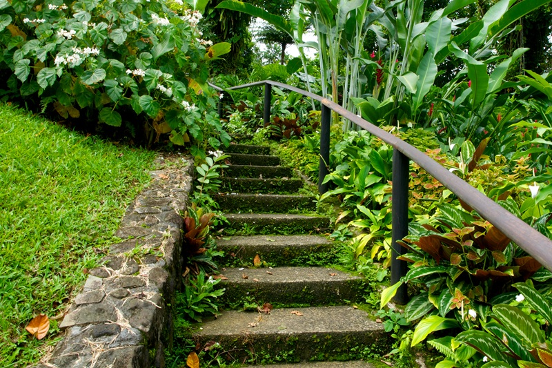 Saint Vincent en de Grenadines botanische tuin