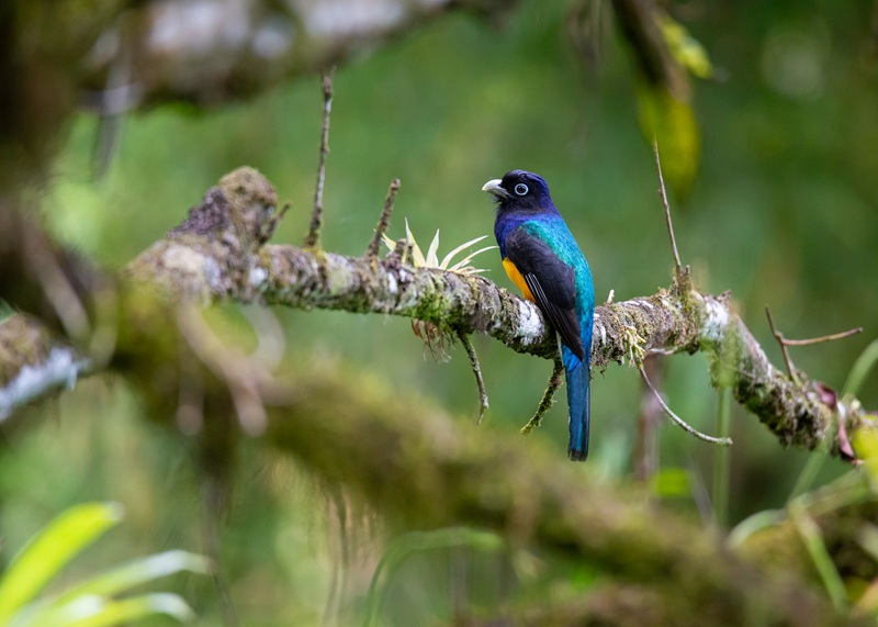 Trinidad And Tobago Asa Wright nature centre