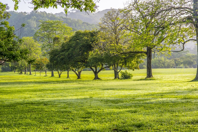 Trinidad And Tobago Queens Park Savannah