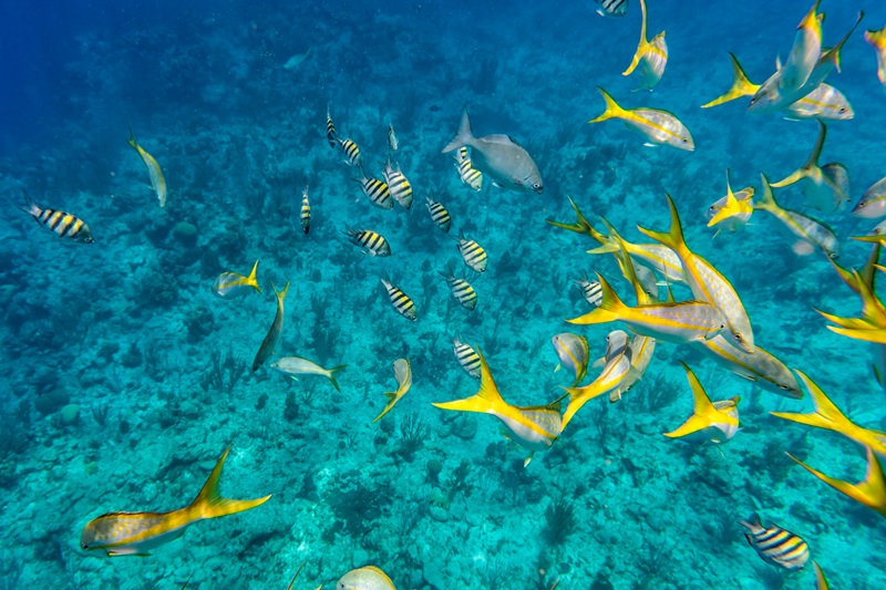 Turks Caicoseilanden snorkelen en duiken