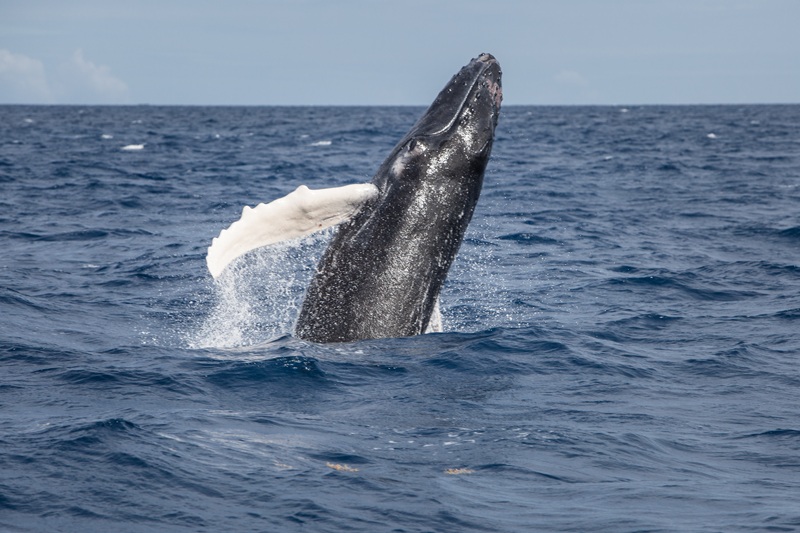 Turks Caicoseilanden walvissen spotten