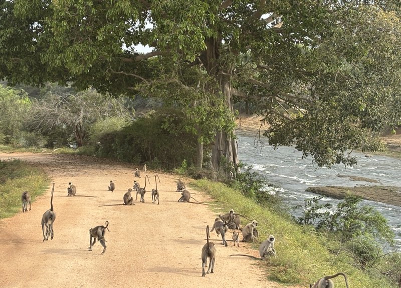 Apen Yala National Park