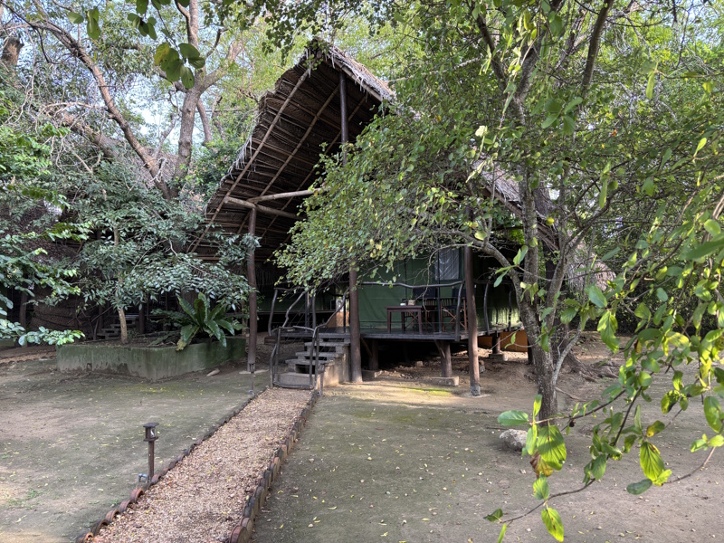 Yala National Park Camp Leopard