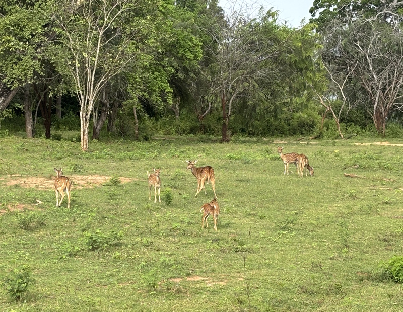 Herten Yala National Park