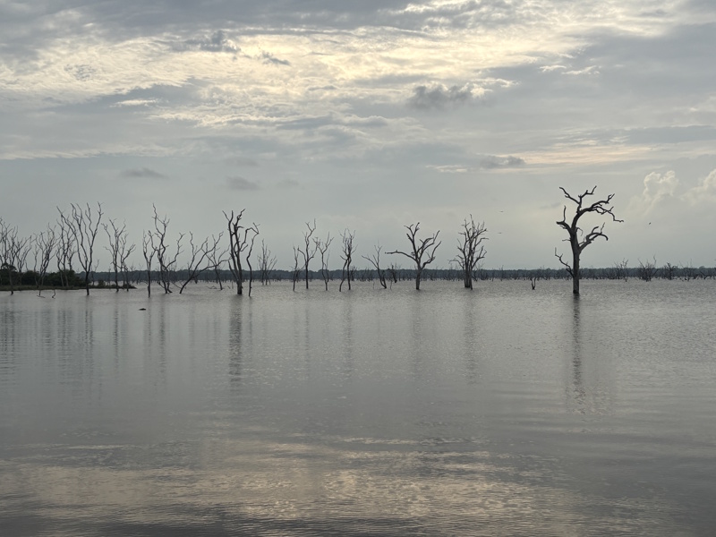 Landschap Yala National Park
