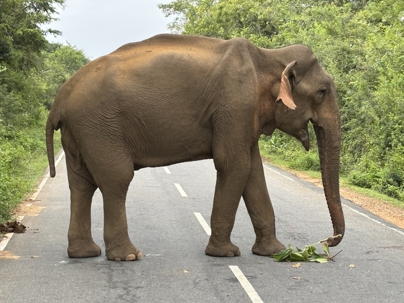 Olifant op weg Yala National Park