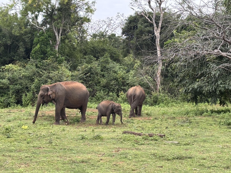 Olifanten Yala National Park