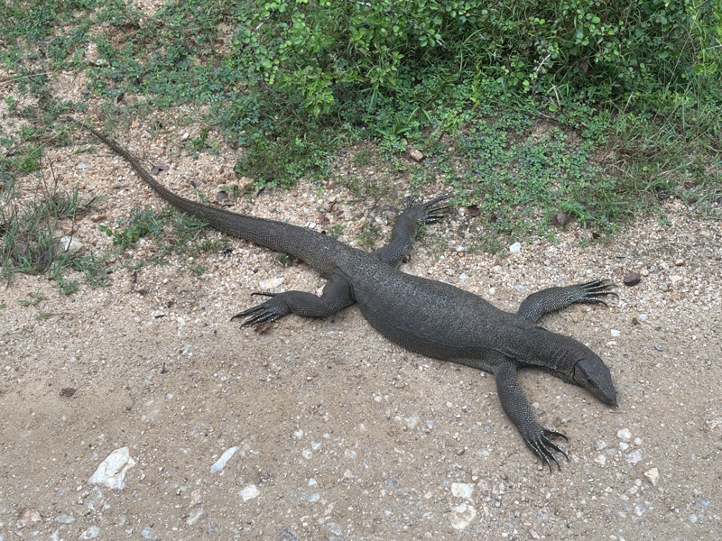 Varaan Yala National Park