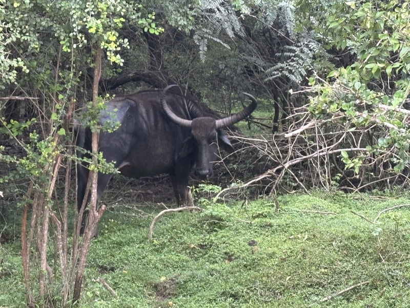 Waterbuffel Yala National Park