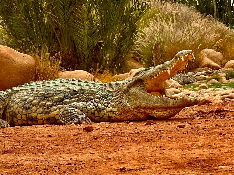 Agadir Crocoparc