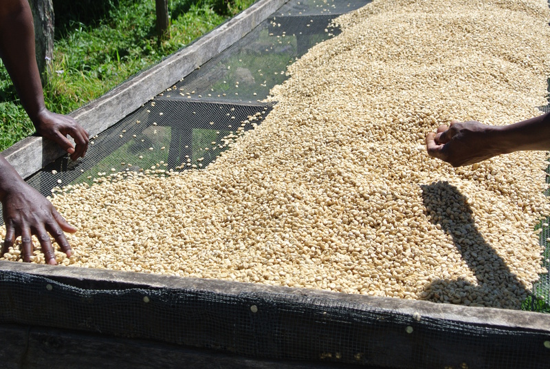 Arusha koffiebonen