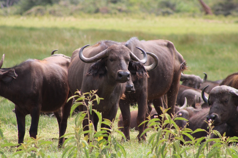 Buffels Arusha National Park