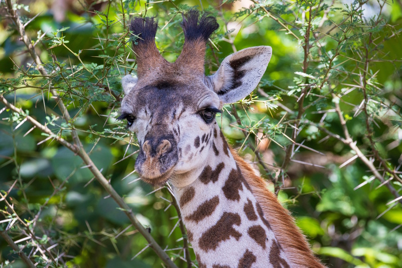 National Park in Arusha