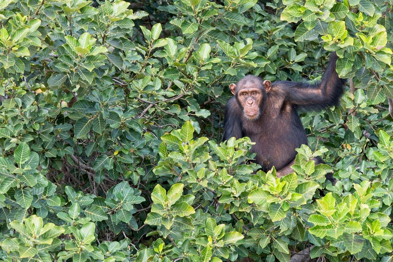 Janjanbureh chimpansee
