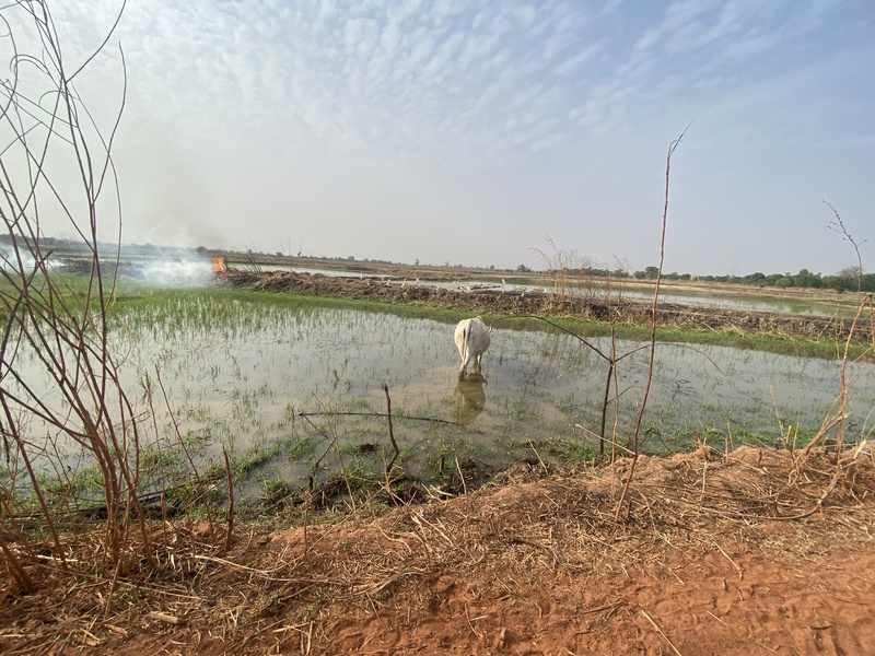 Janjanbureh rijstvelden