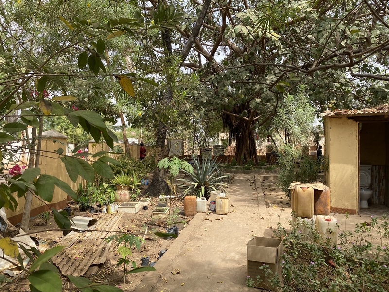 Janjanbureh vrijheidsboom