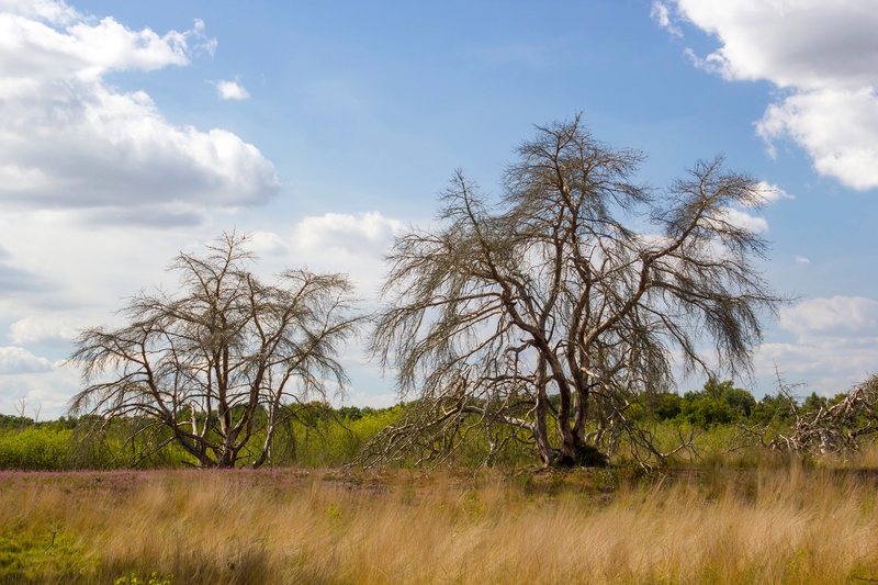 Landschap Maasduinen Nationaal Park Limburg